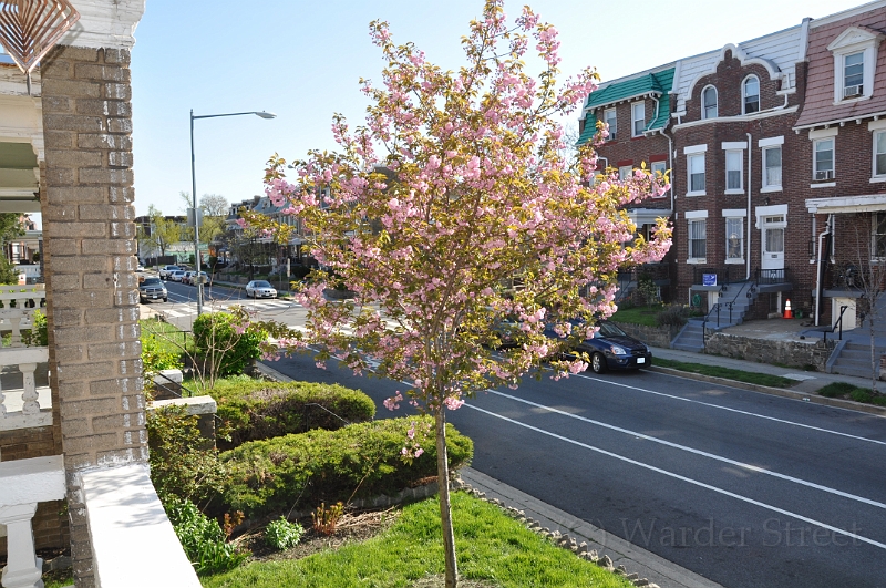 Kwanzan Cherry Tree 2009 01.jpg